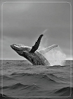 Breeching Whale Magnet