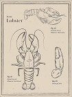 Lobsters Served Daily 1 Magnet
