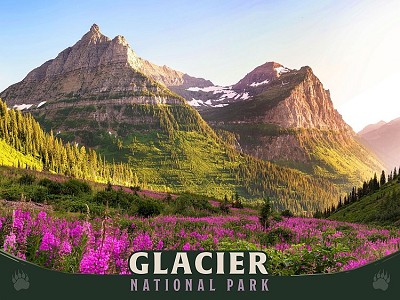 Glacier National Park Purple Flowers Metal Sign