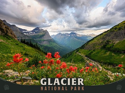 Glacier National Park Red Flowers Postcard